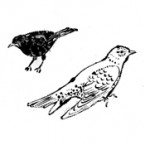 blackbird+cuckoo_THUMB