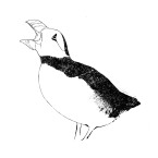 puffin drawing square